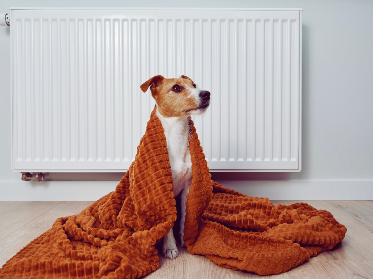 Freezing dog wrapped in blanked because of uneven heating